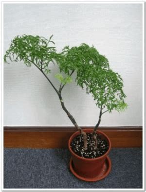 森樹種植|10分鐘學會森樹種植技巧